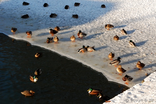 kaczka krzyżówka krupnicza