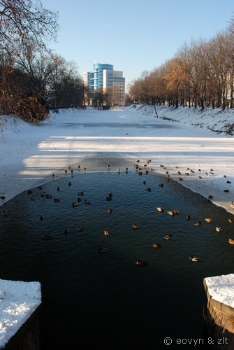 kaczka krzyżówka krupnicza
