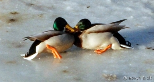 kaczka krzyżówka krupnicza