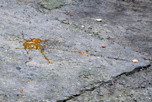 Luksus wieku pary - spacerownik wrocławski